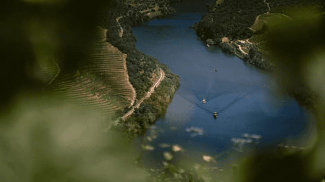 QUINTA DAS CARVALHAS