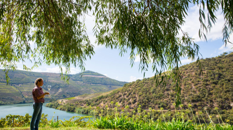 QUINTA DE VENTOZELO VISITA GUIADA E PROVA DE VINHOS