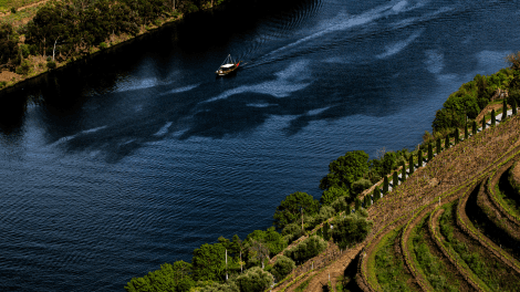 QUINTA DAS CARVALHAS VINDIMAS