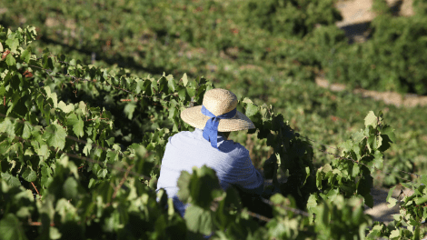 QUINTA NOVA LUXURY WINERY HOUSE HARVEST