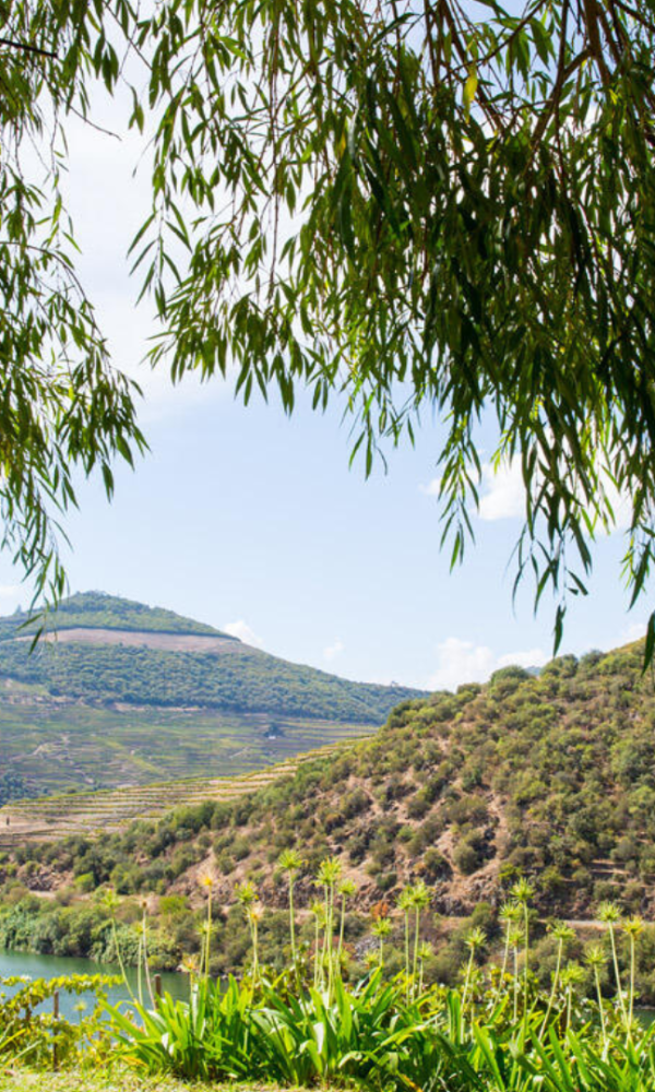 QUINTA DE VENTOZELO — VISITA GUIADA E PROVA DE VINHOS