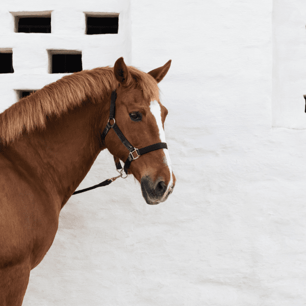 Horses Alentejo