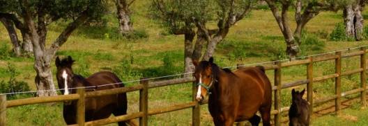 Herdade Grous - Passeios a cavalo nas vinhas