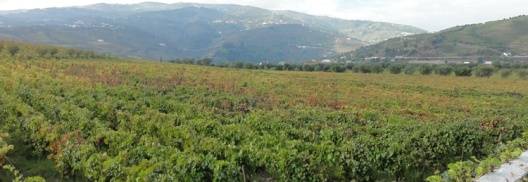 Quinta da Pacheca - Guided Tour and Wine Tasting with Traditional Lagarada